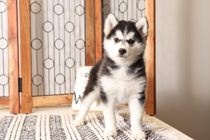 Katniss - Wonderful Little Female Pomsky Puppy - Image 3