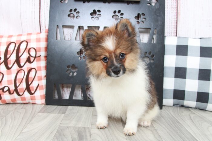 Kayoni - Stunning ACA Female Pomeranian Puppy