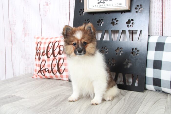 Kayoni - Stunning ACA Female Pomeranian Puppy - Image 2