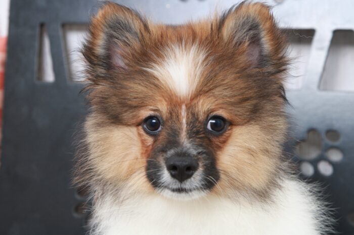 Kayoni - Stunning ACA Female Pomeranian Puppy - Image 3