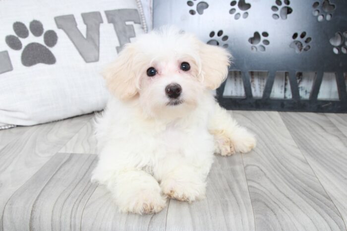 Kedra - Precious ICA Female Mini Poodle Puppy