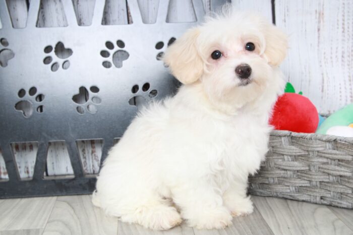 Kedra - Precious ICA Female Mini Poodle Puppy - Image 4