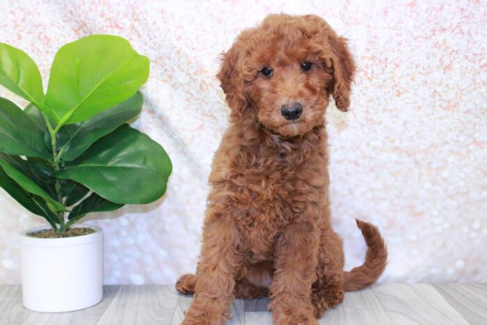 Keisha- Clever Female Mini Goldendoodle Puppy - Image 3