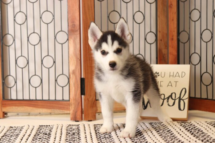 Kyle  - Amazing Little Male Pomsky Puppy - Image 4