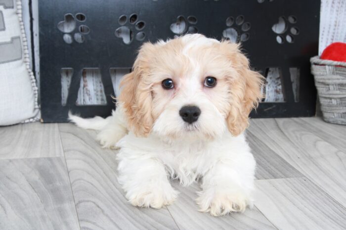 Kilo - Adventurous Male Cavachon Puppy