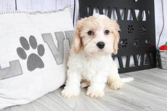 Kilo - Adventurous Male Cavachon Puppy - Image 2