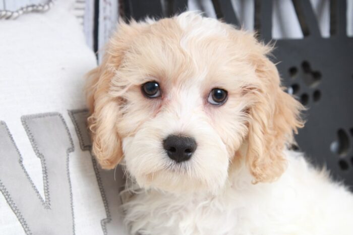 Kilo - Adventurous Male Cavachon Puppy - Image 4