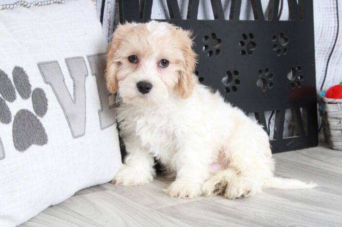 Kilo - Adventurous Male Cavachon Puppy - Image 3