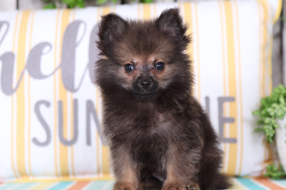 Kingsley Awesome, Teacup, Pomeranian Puppies Online