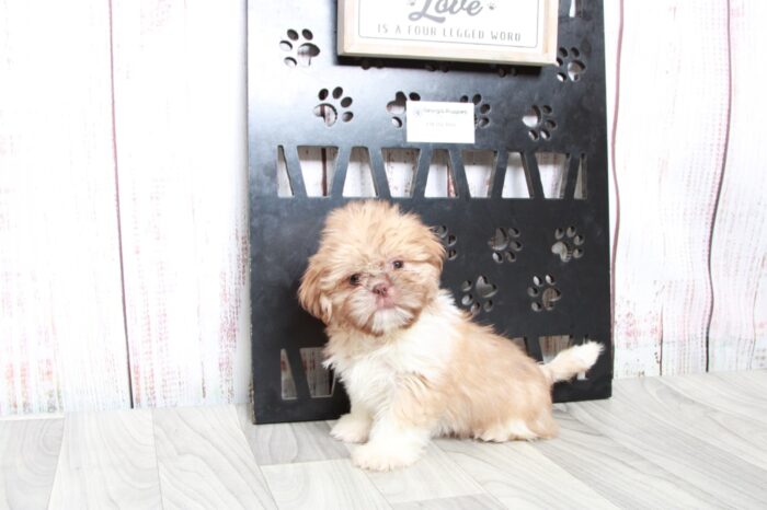 Kirby- Cuddly ICA Tan Male Shih-Tzu Puppy - Image 2