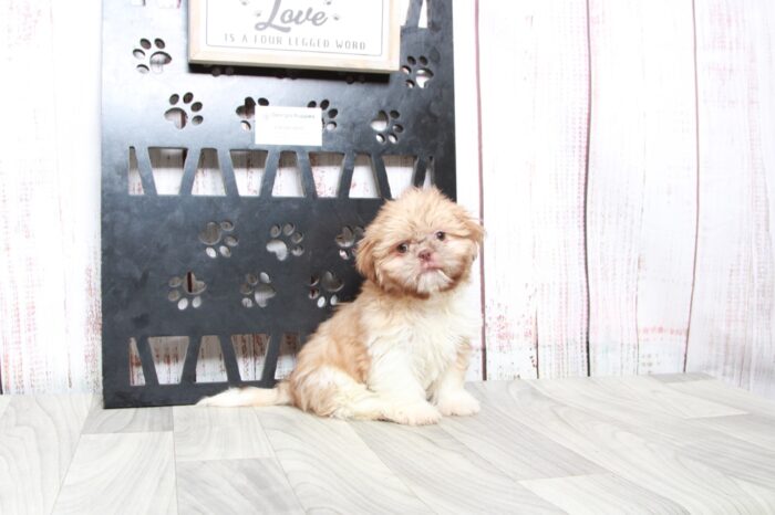 Kirby- Cuddly ICA Tan Male Shih-Tzu Puppy - Image 3