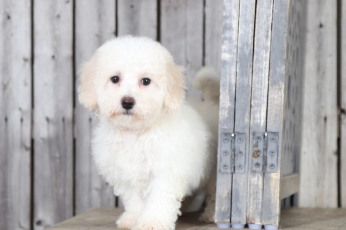 Kitty - Perfect Bichon Puppy