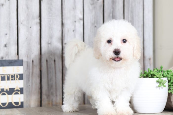 Kitty - Perfect Bichon Puppy - Image 3