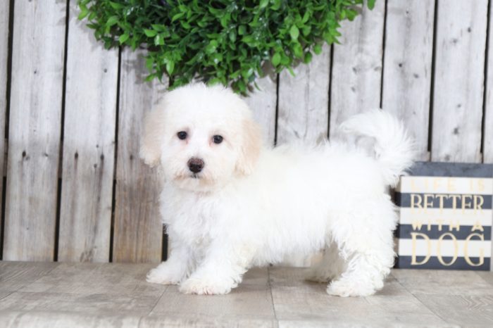 Kitty - Perfect Bichon Puppy - Image 2