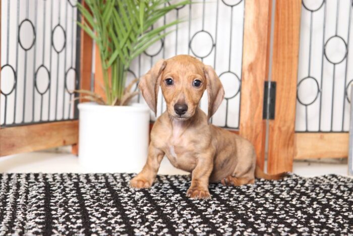 Kolt- Awesome Male ACA Dachshund Puppy