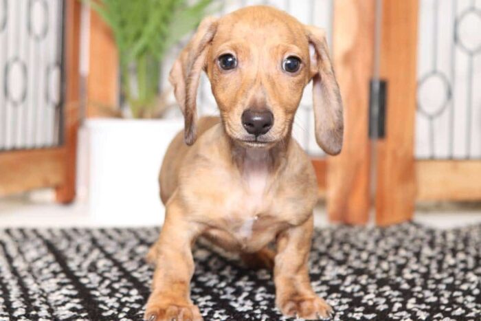 Kolt- Awesome Male ACA Dachshund Puppy - Image 2