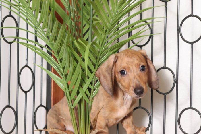 Kolt- Awesome Male ACA Dachshund Puppy - Image 4