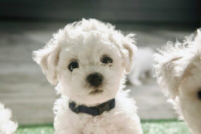 Close-up photo of Bichon Frise puppy