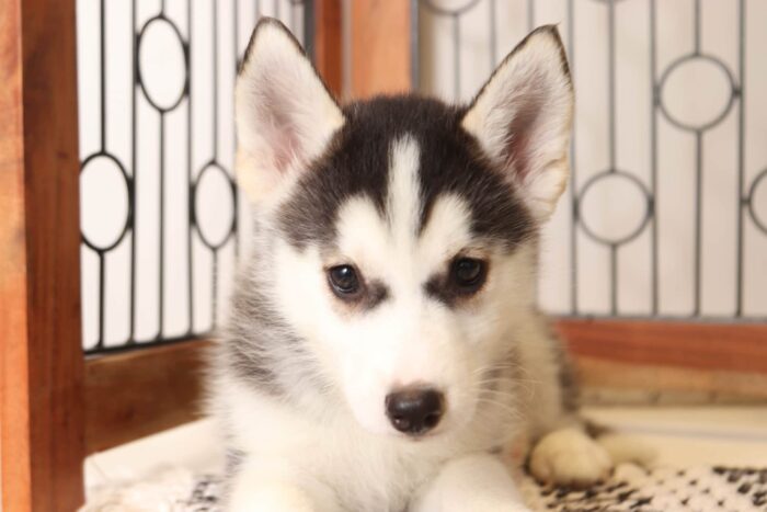 Kyle  - Amazing Little Male Pomsky Puppy - Image 2