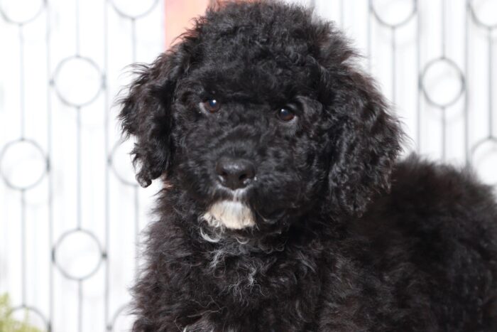 Kyle- Amazing Black Portadoodle Puppy