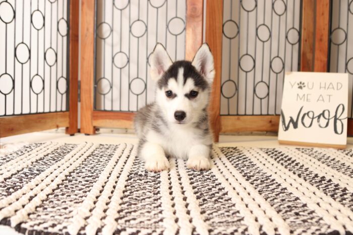 Kyle  - Amazing Little Male Pomsky Puppy - Image 3