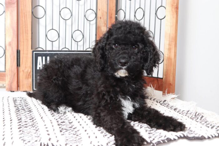 Kyle- Amazing Black Portadoodle Puppy - Image 2