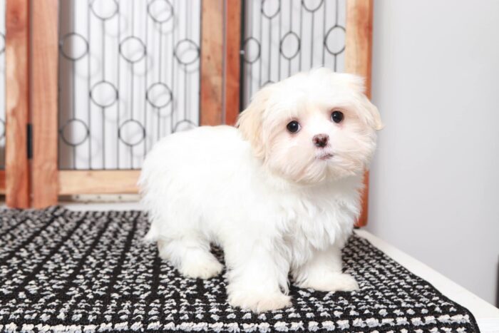 Lana- Bubbly Little White and Brown Female Malshi Puppy