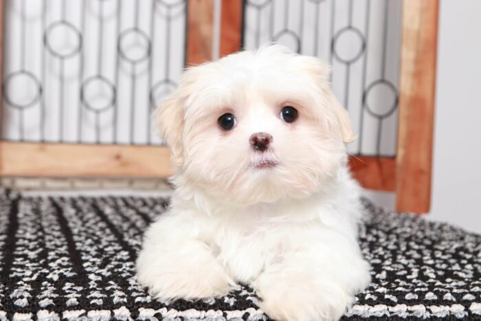 Lana- Bubbly Little White and Brown Female Malshi Puppy - Image 2