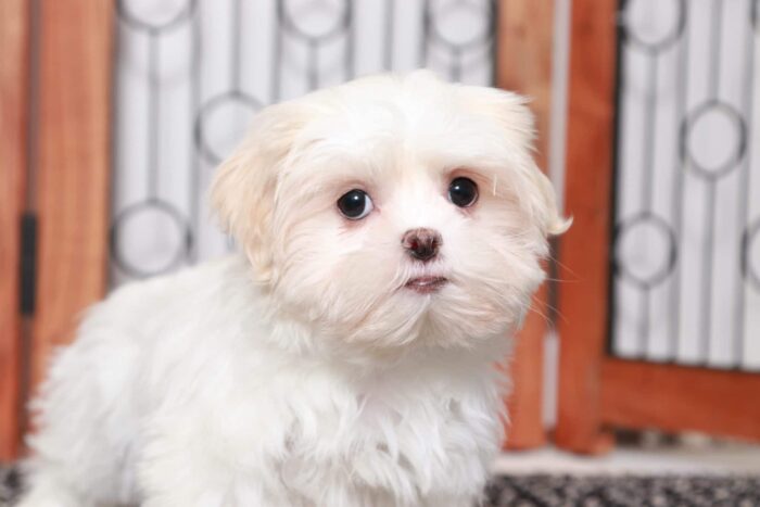 Lana- Bubbly Little White and Brown Female Malshi Puppy - Image 3