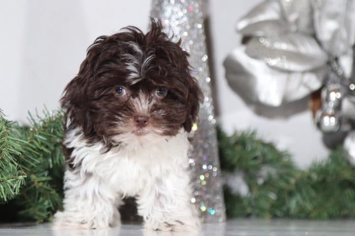 Latte - Darling Shih Poo