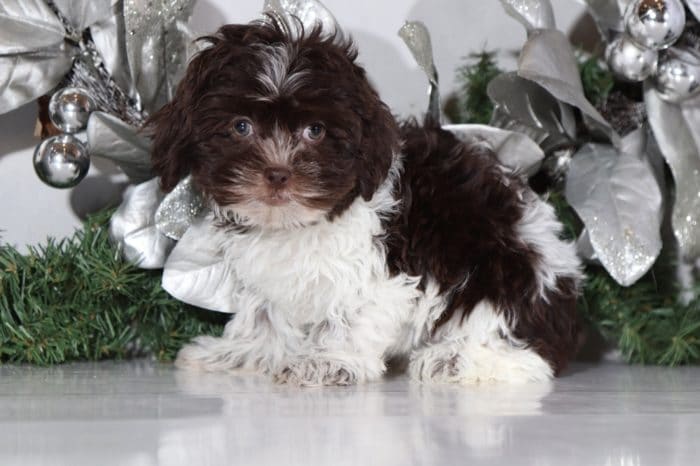 Latte - Darling Shih Poo - Image 2