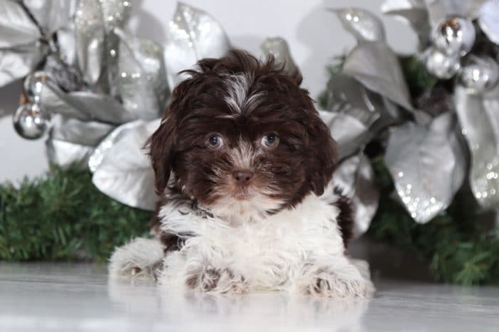 Latte - Darling Shih Poo - Image 3