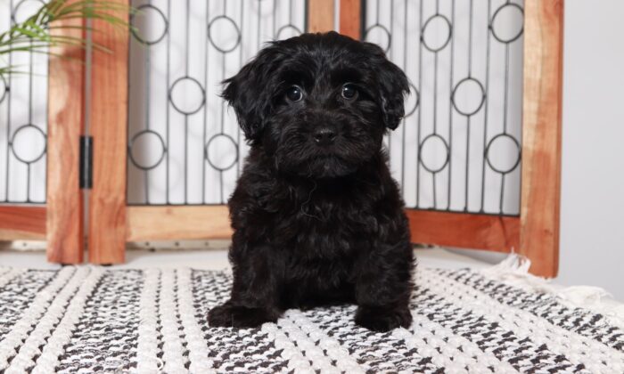 Lexi - Wonderful Little Female Yorkie-Poo Puppy