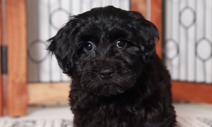 Lexi - Wonderful Little Female Yorkie-Poo Puppy - Image 2