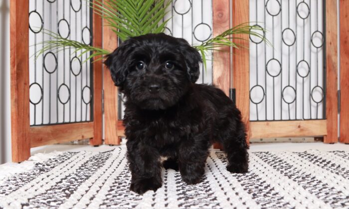 Lexi - Wonderful Little Female Yorkie-Poo Puppy - Image 3