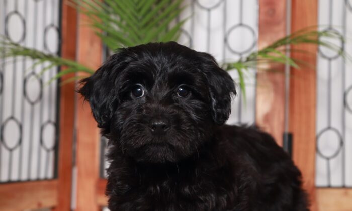 Lexi - Wonderful Little Female Yorkie-Poo Puppy - Image 4