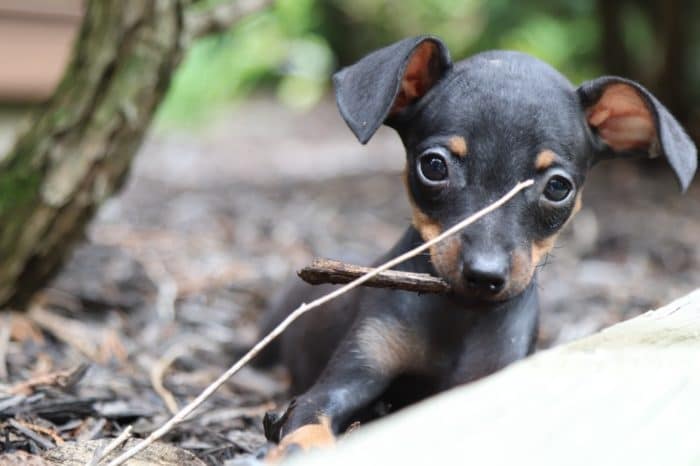 Libby - Perfect, AKC, Miniature Pinscher