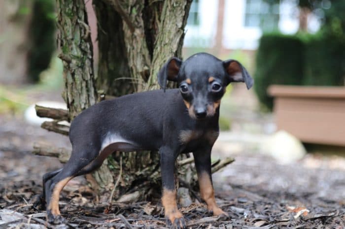 Libby - Perfect, AKC, Miniature Pinscher - Image 2