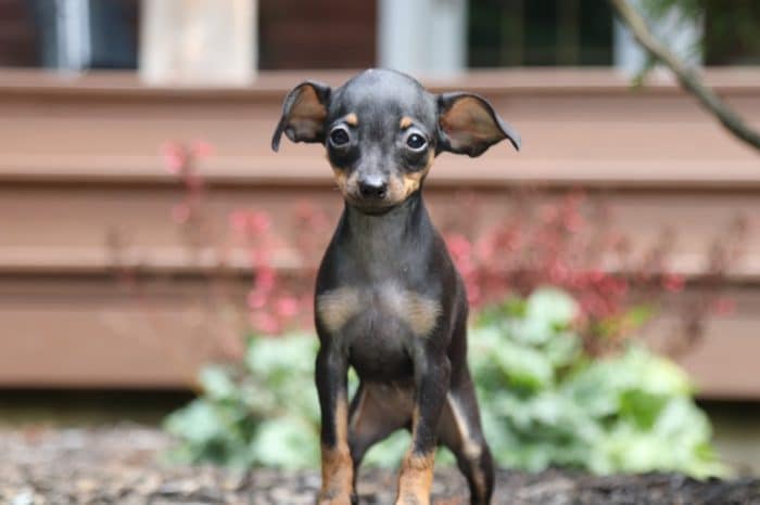 Libby - Perfect, AKC, Miniature Pinscher - Image 3