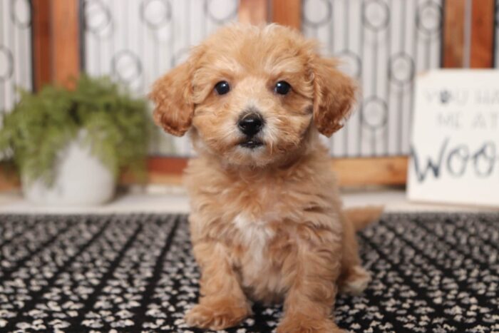 Lightening - Ka-Chow Stunning Little Male Poochon Puppy