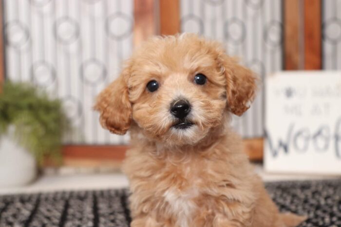 Lightening - Ka-Chow Stunning Little Male Poochon Puppy - Image 2