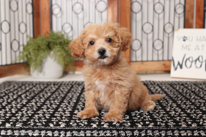 Lightening - Ka-Chow Stunning Little Male Poochon Puppy - Image 3