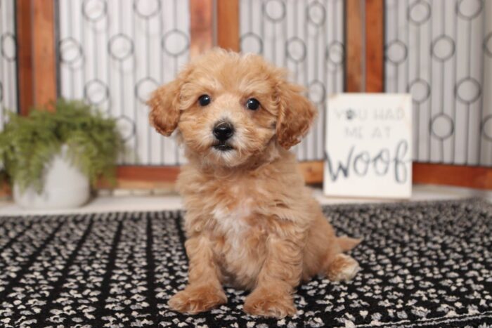 Lightening - Ka-Chow Stunning Little Male Poochon Puppy - Image 4