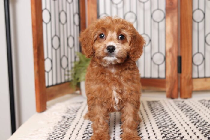 Lilly - Sweet Little Female Cavapoo Puppy