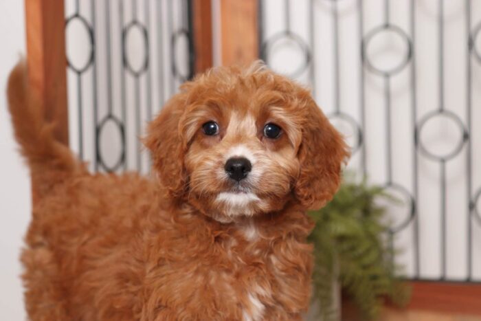 Lilly - Sweet Little Female Cavapoo Puppy - Image 2