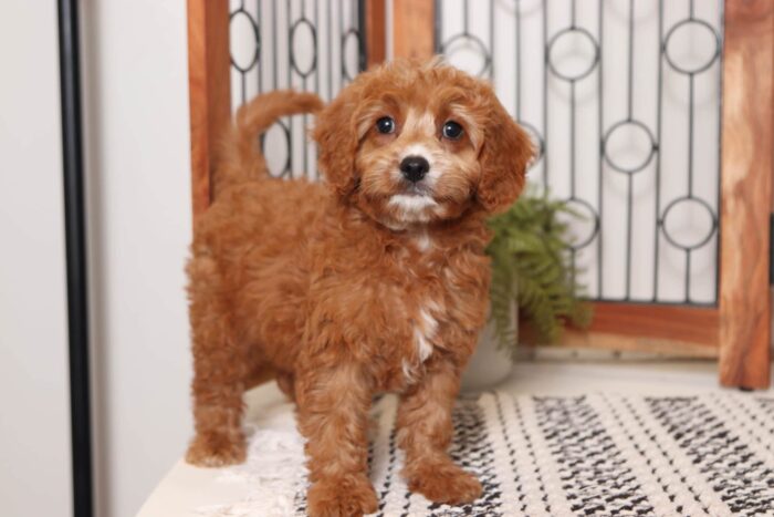 Lilly - Sweet Little Female Cavapoo Puppy - Image 3