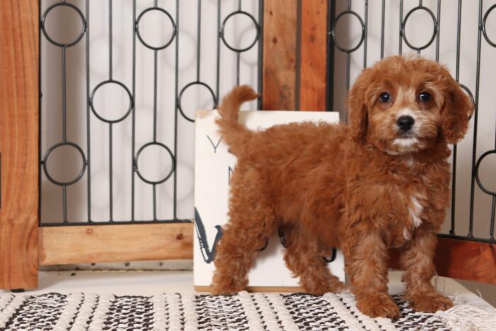 Lilly - Sweet Little Female Cavapoo Puppy - Image 4