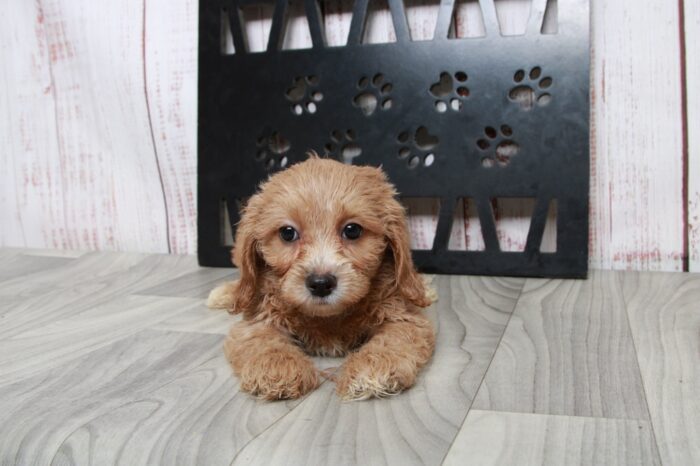 Lincoln- Shy Male Cavapoochon Puppy