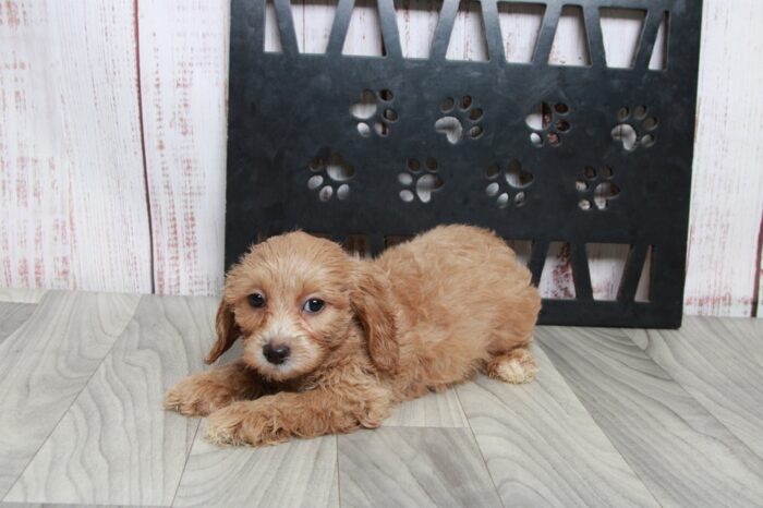 Lincoln- Shy Male Cavapoochon Puppy - Image 2