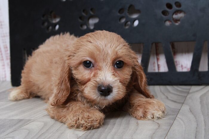 Lincoln- Shy Male Cavapoochon Puppy - Image 5